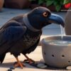 The Thirsty Crow Story