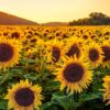 The Secret Society of Smiling Sunflowers