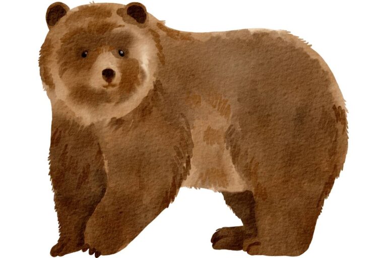 Snow-White and Rose-Red Story