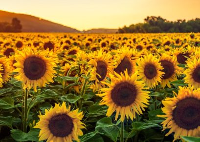 The Secret Society of Smiling Sunflowers